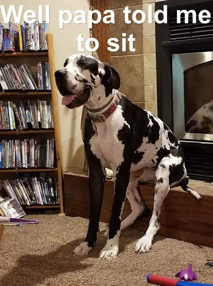 Great Dane sitting in front if the fireplace stage while its arms are standing on the floor photo with text - Well papa told me to sit