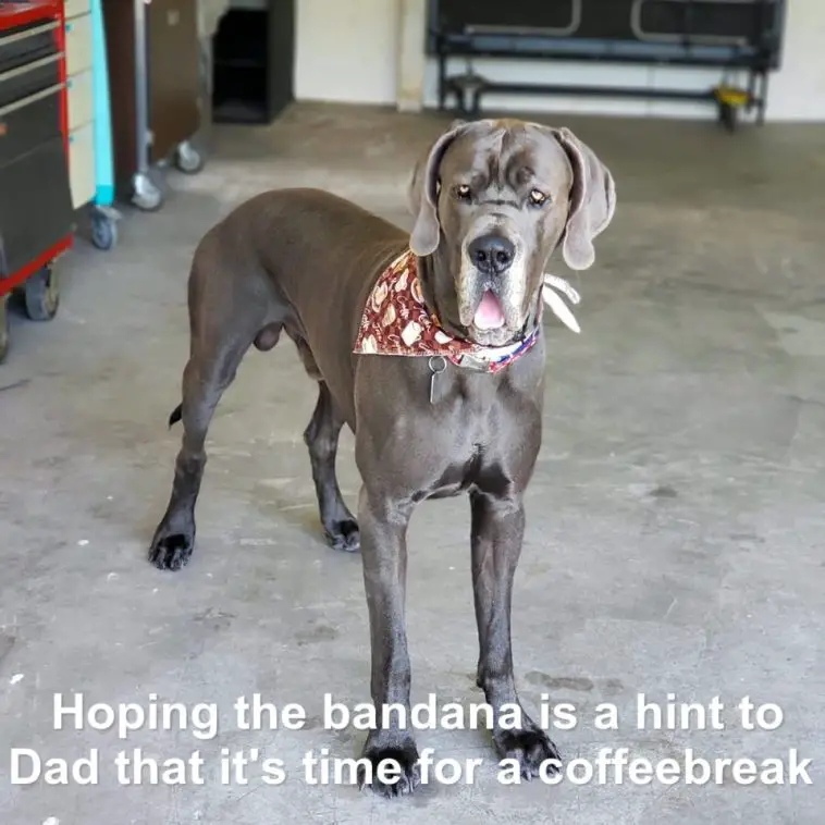 Great Dane standing on the floor while wearing a brown scarf with coffee prints photo with text - Hoping the bandana is a hint to Dad that it's time for a coffee brake
