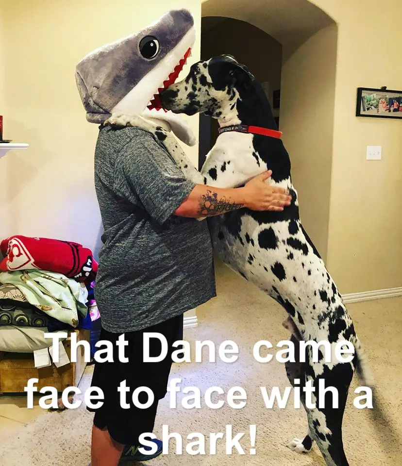 Great Dane standing up leaning on the chest of a man standing in front of him and wearing a shark head piece photo with text - That Dane came face to face with a shark!