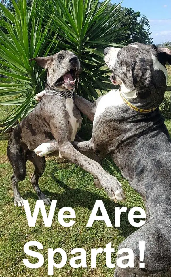 Great Dane standing up playing with each other at the park photo with text - We are Sparta!
