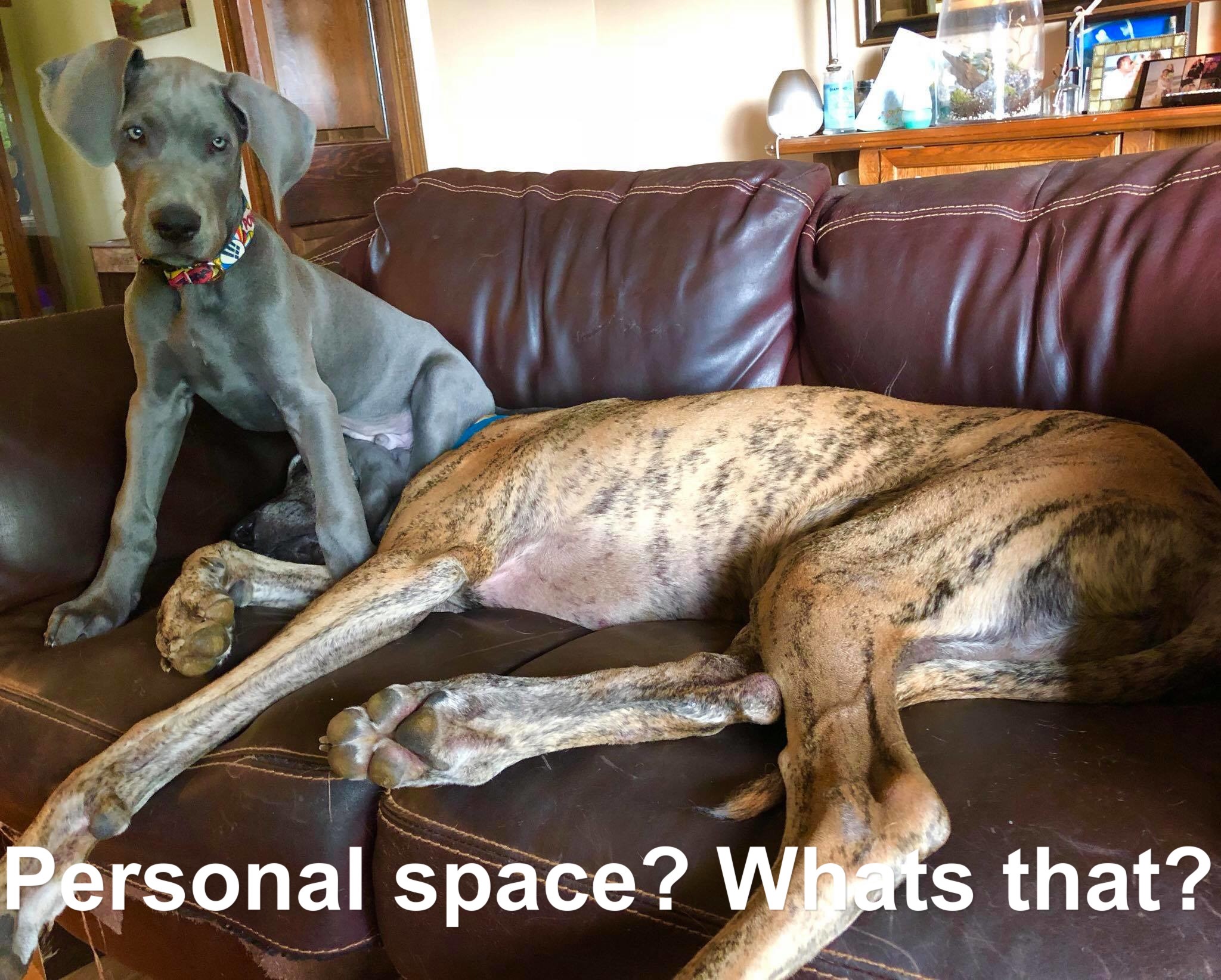 adult Great Dane sleeping on the couch while a Great Dane puppy is sitting on his face photo with text - Personal space? whats that?