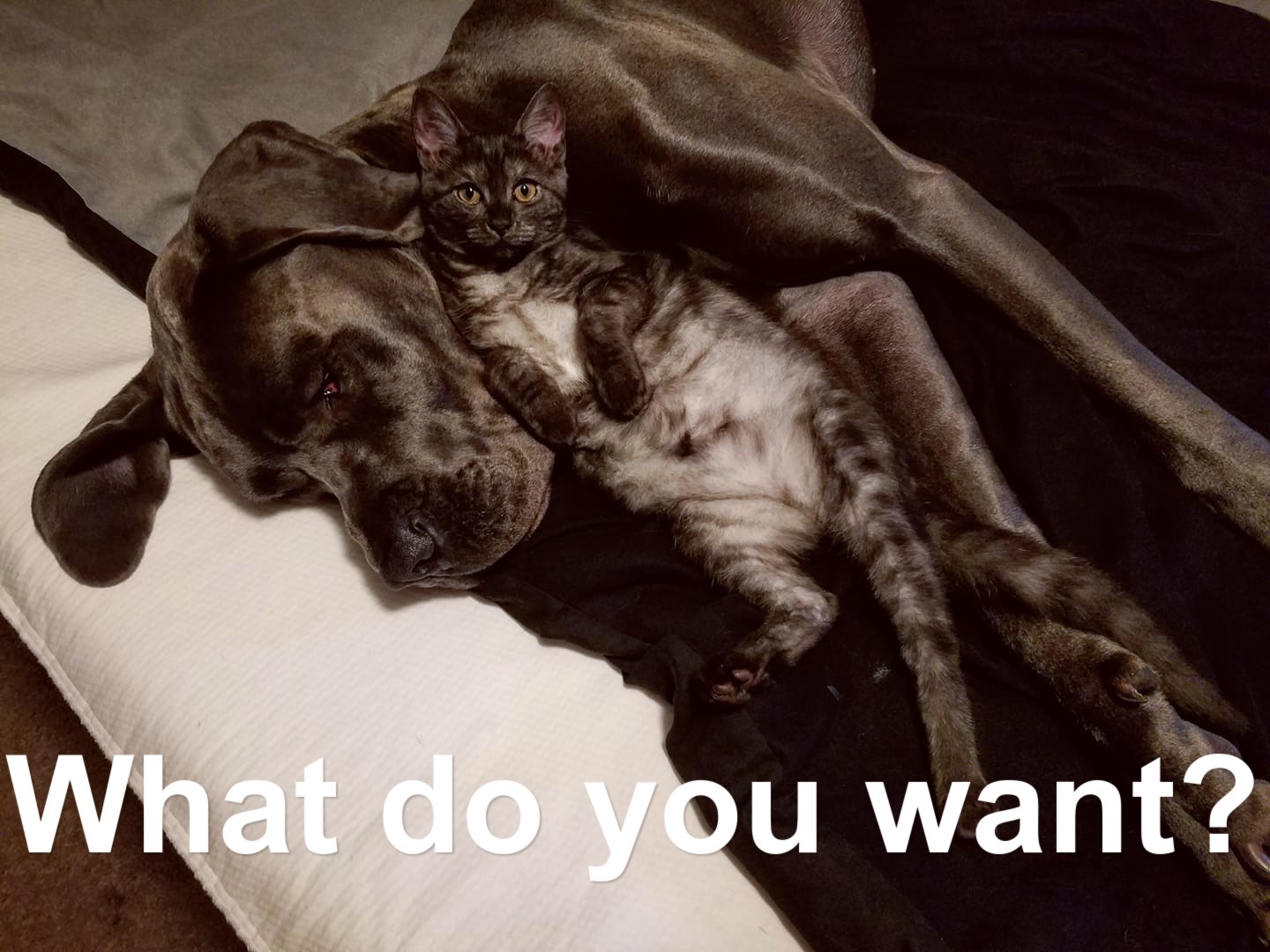 Great Dane sleeping in its bed while a cat is lying on his neck photo with text - What do you want?