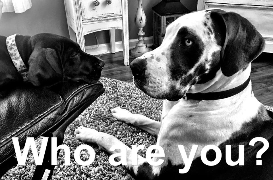 two Great Danes in the living room lying on the chair and on the carpet photo with text - Who are you?