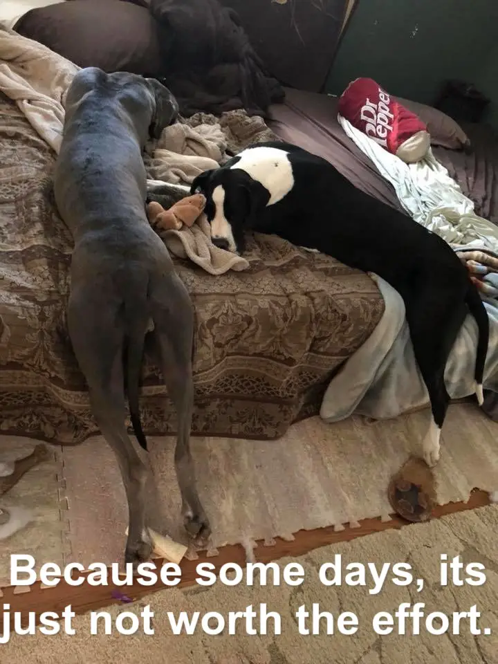two Great Danes sleeping on the couch while their legs are hanging on the edge photo with text - Because some days, its just not worth the effort.