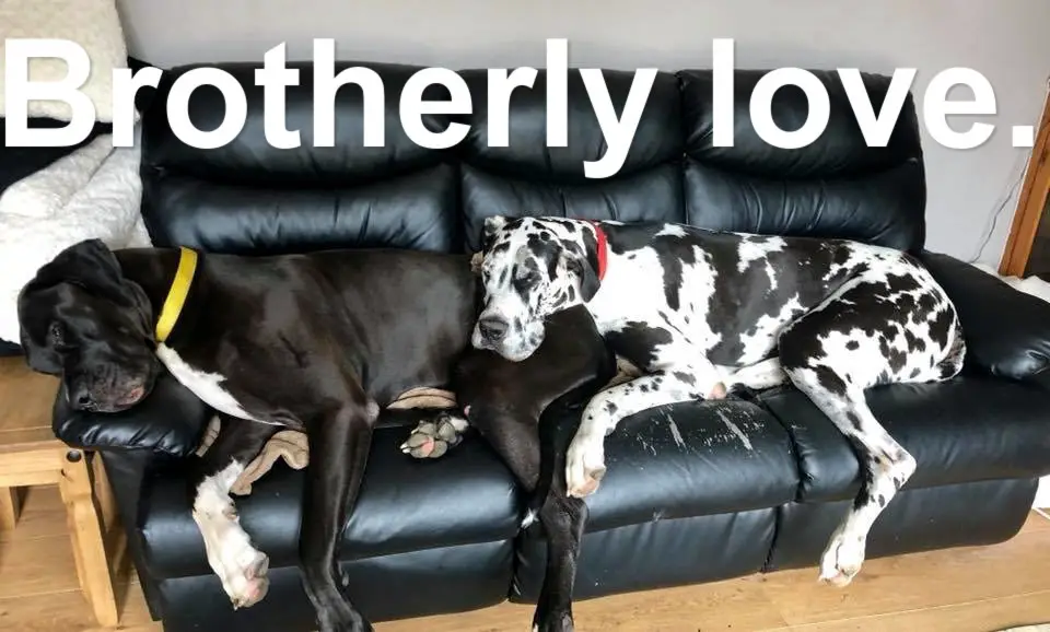 two Great Danes sleeping on the couch together photo with text - Brotherly love.