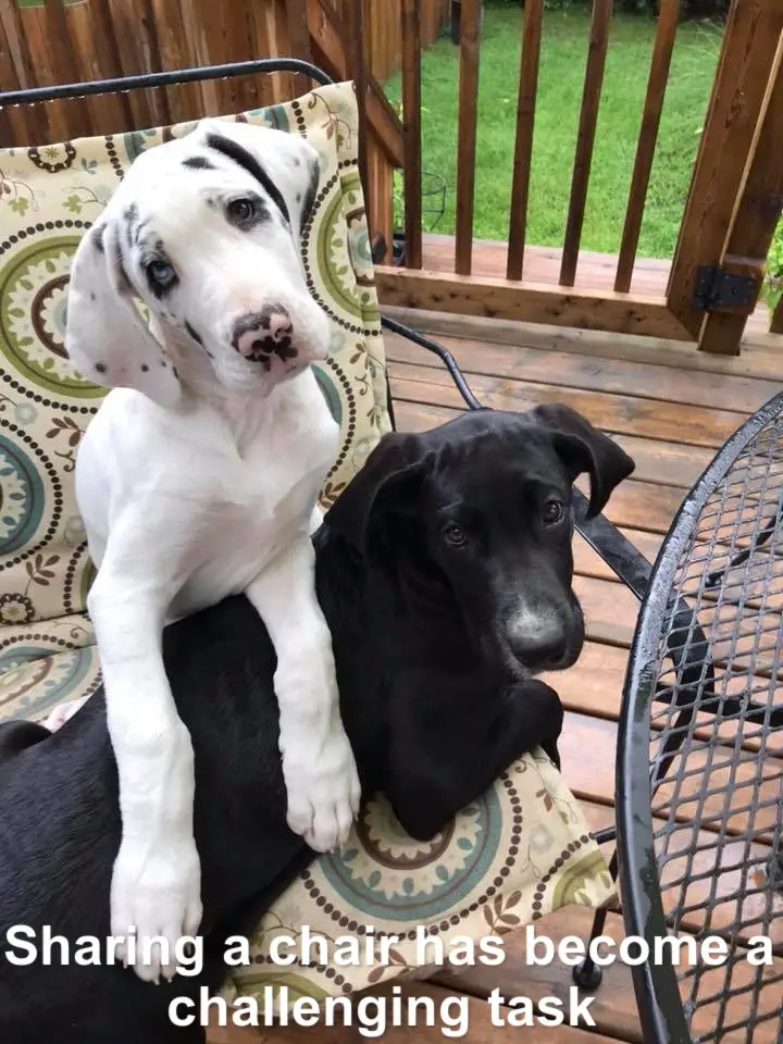 two Great Dane puppies sitting on the chair at the porch photo with text - Sharing a chair has become a challenging task
