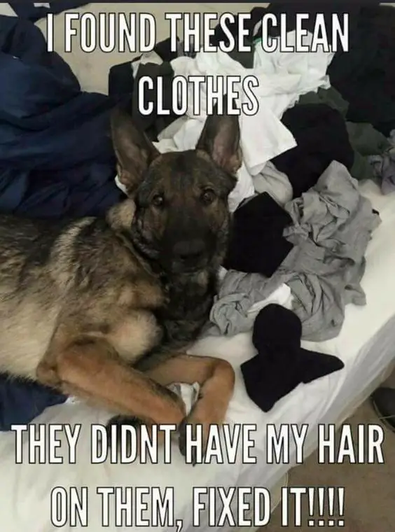 A German Shepherd lying on the bed with clothes photo with text - I found these clean clothes. They didn't have my hair on them, fixed it!