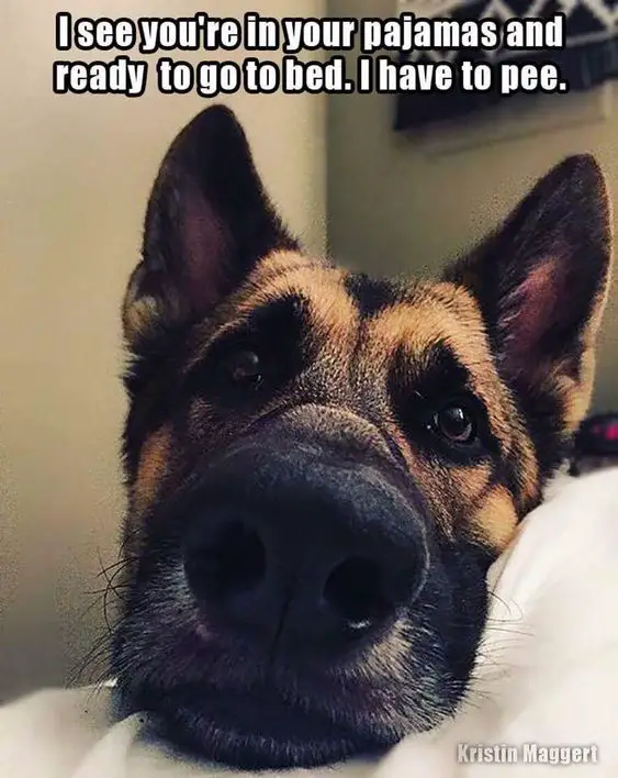 Begging face of a German Shepherd on the side of the bed photo with text - I see you're in your pajamas and ready to go to bed. I have to pee.