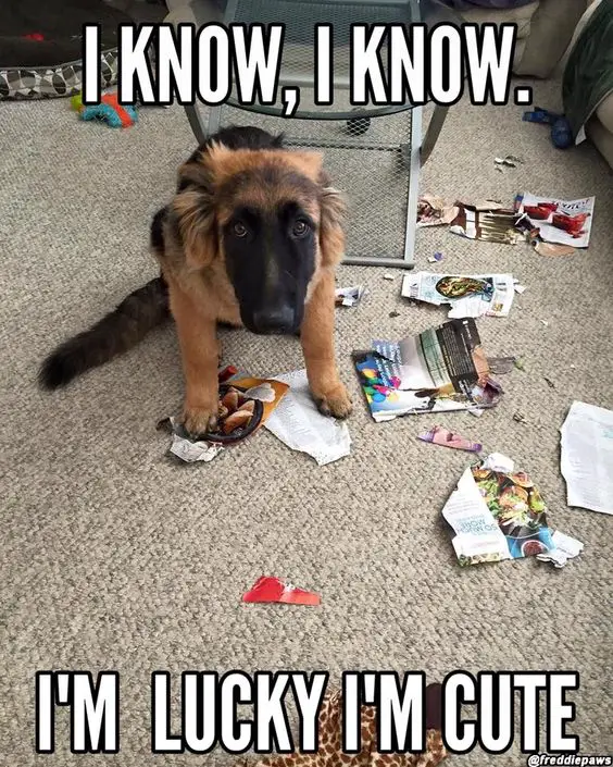 A German Shepherd sitting with its sad face with torn magazines on the floor photo with text - I know, I know. I'm lucky I'm cute.
