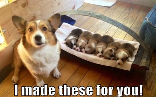 Corgi sitting on the floor with its puppies and a text 