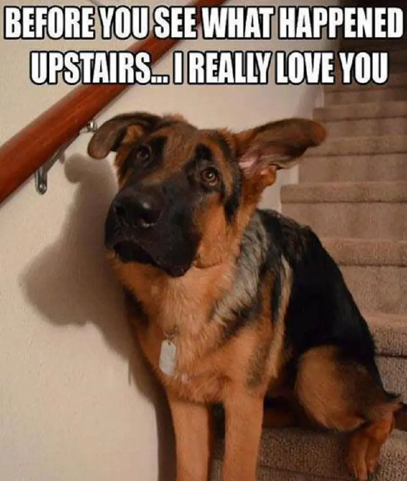 A German Shepherd sitting on the stairway with its sad face photo with text - Before you see what happened upstairs.. I really love you.