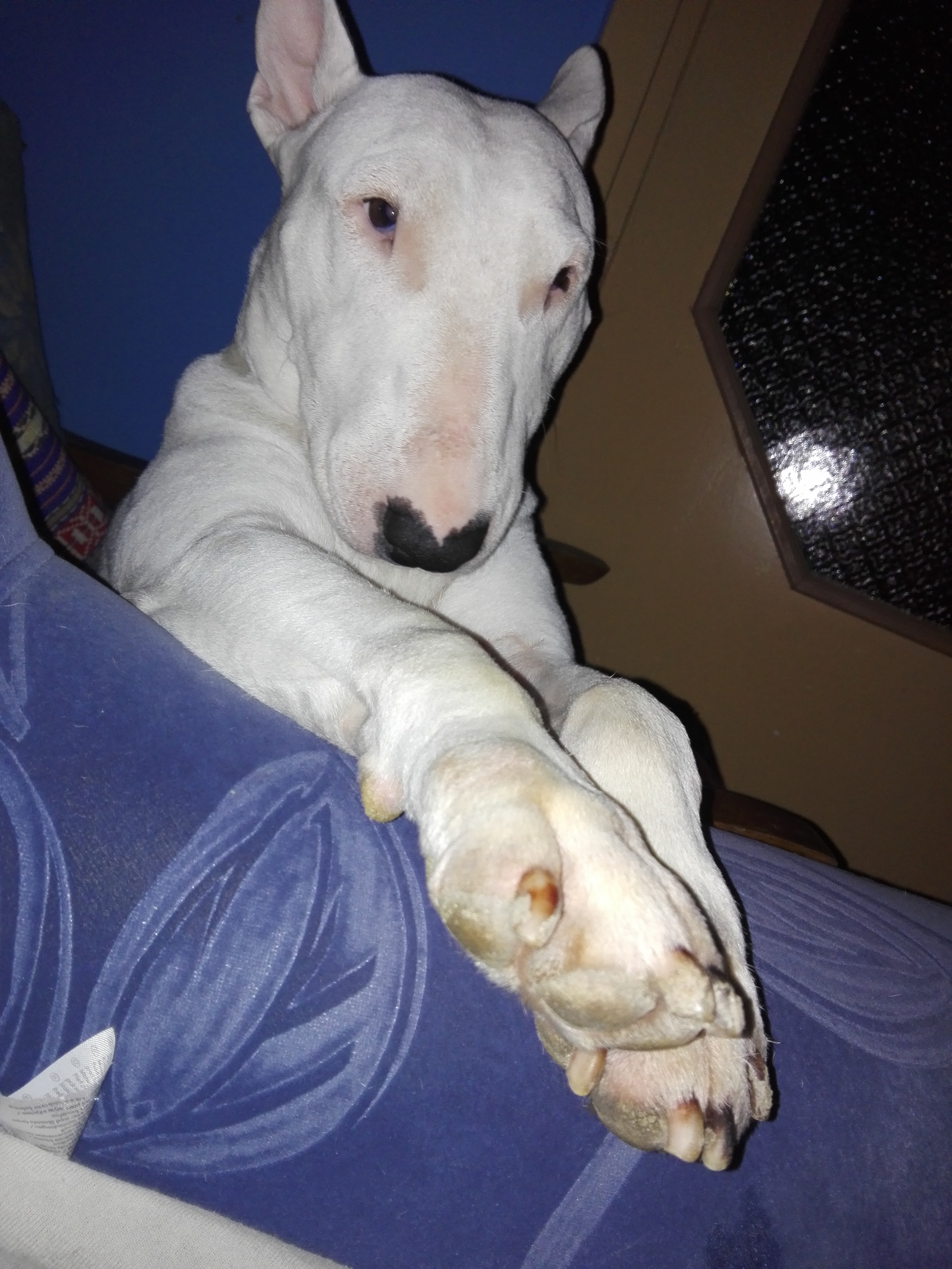 An English Bull Terrier lying on the bed