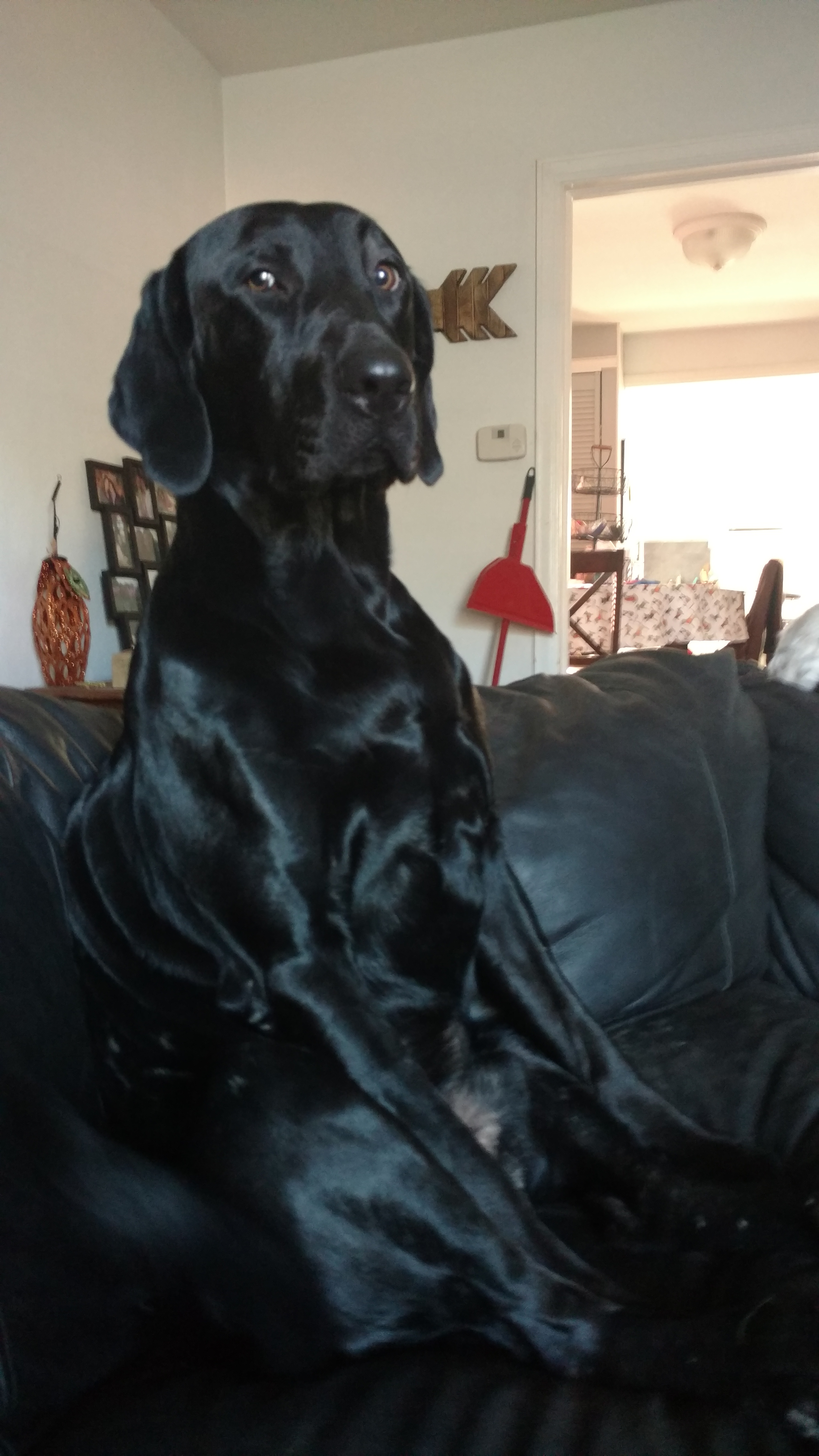 Labrador sitting on the couch