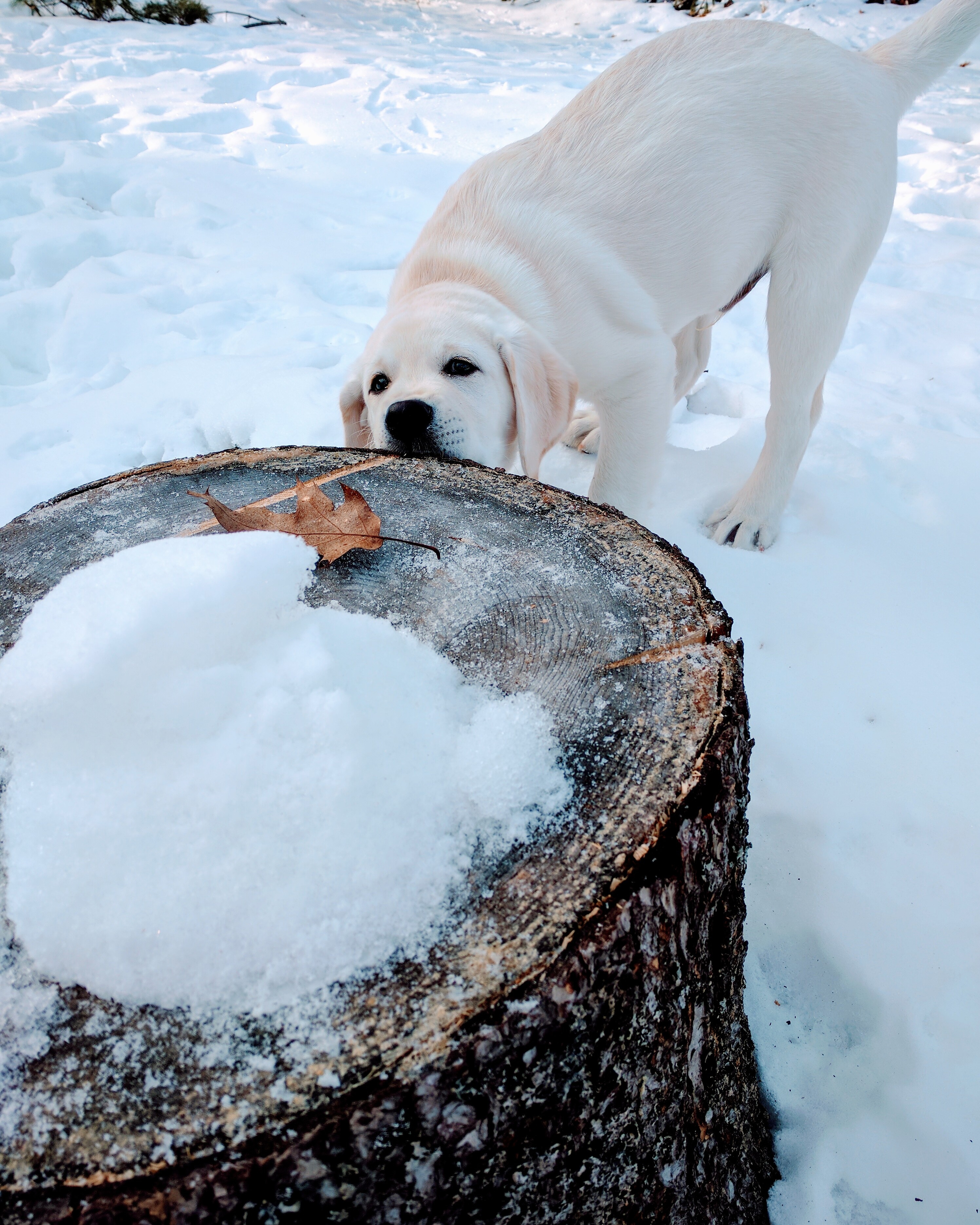 white Labrador outdoors in snow biting a tree trunk