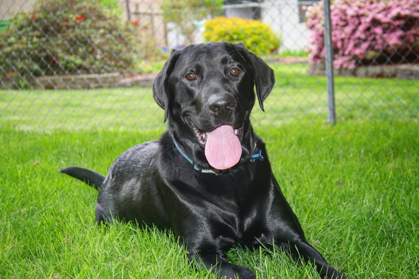 black Labrador lying on the green grass with its tongue sticking out