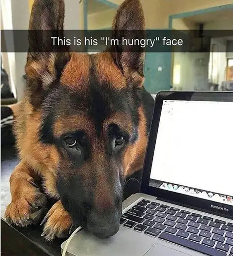 A German Shepherd next to the laptop on top of the table with its sad face photo with caption - This is his I'm hungry face.