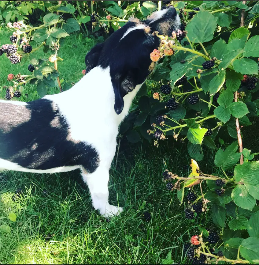 A Jack Russell Terrier eating blueberries in the garden