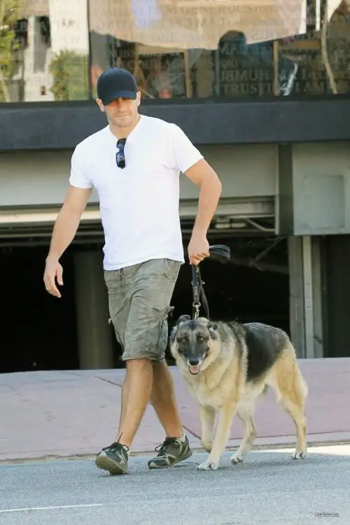 Jake Gyllenhaal walking in the street with his German Shepherd