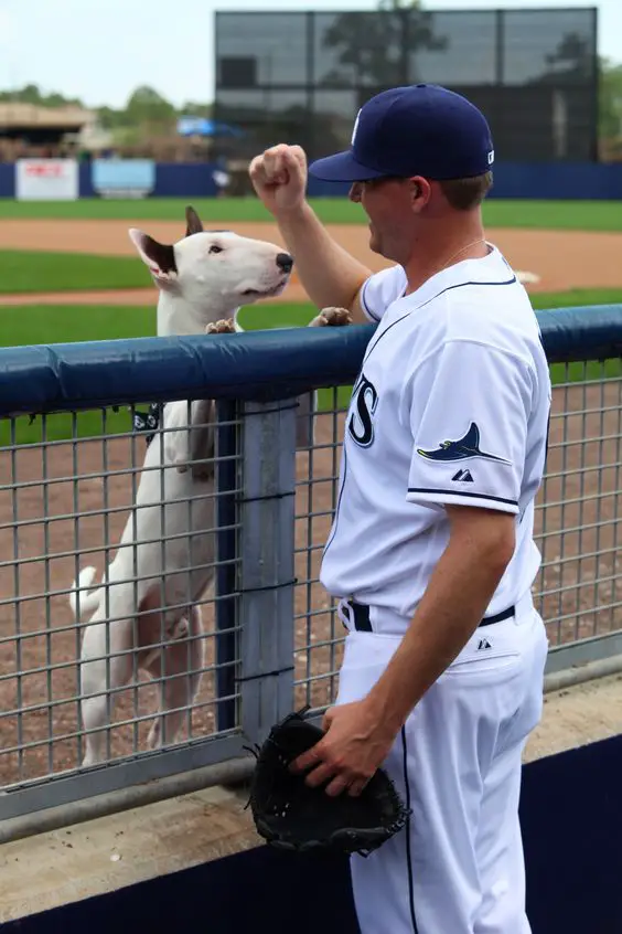 Jake McGee and his English Bull Terrier behind the fence