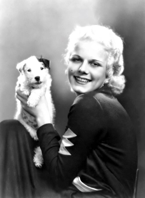 black and white photo of Jean Harlow holding her Jack Russell Terrier puppy