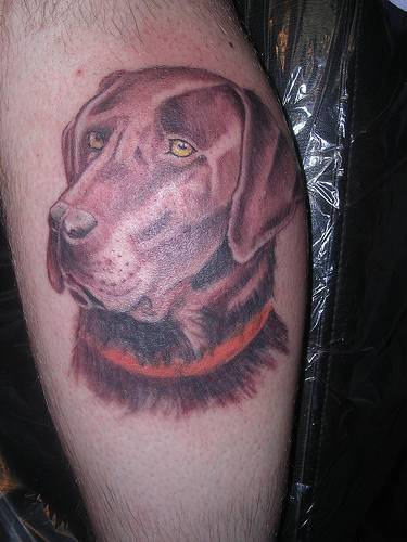 chocolate brown Labrador looking sideways tattoo on the leg