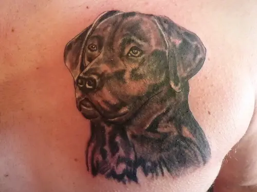 black Labrador tattoo on the chest