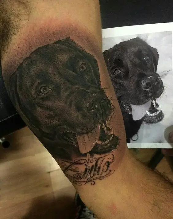 3D face of black Labrador with its tongue out tattoo on the bicpes