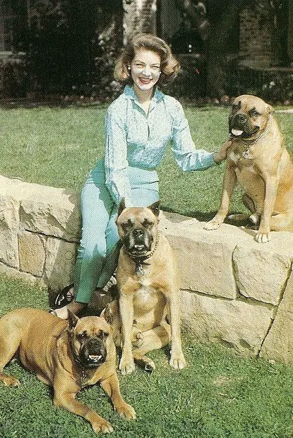 Lauren Bacall in the yard with her three Boxer dogs sitting on the green grass