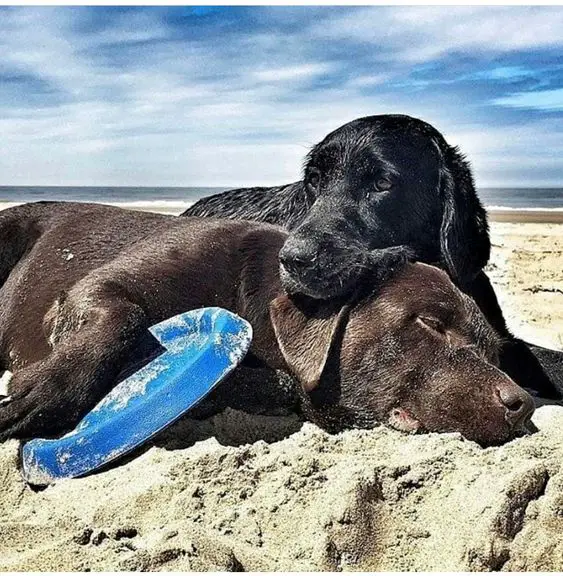 brown and black Labradors lying on the sand