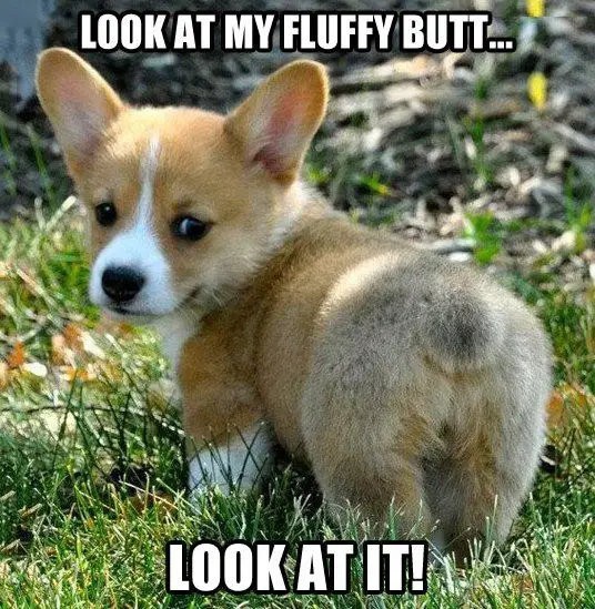 Corgi puppy taking a walk in the garden showing its butt with a text 