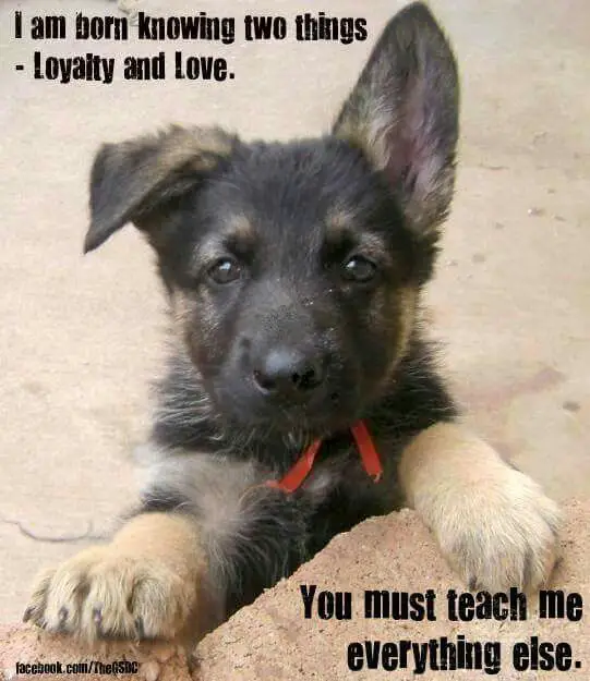 A German Shepherd puppy standing up leaning behind the rock with its begging face photo with text - I am born knowing two things, loyalty and love. You must teach me everything else.
