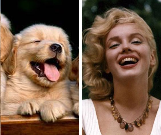 Marylin Monroe photo next to Golden Retriever puppy photo