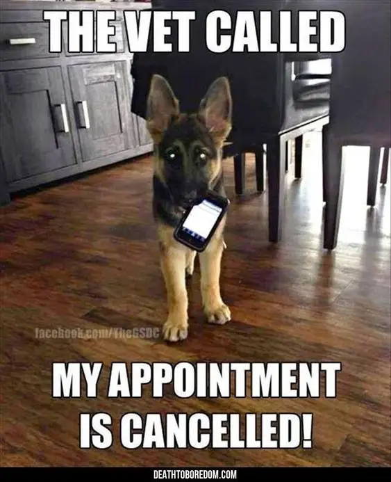 A German Shepherd puppy standing on the floor with a phone in its mouth photo with text - The vet called, my appointment is canceled!