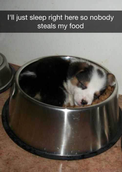 Corgi puppy sleeping on its bowl filled with dog food and a text 