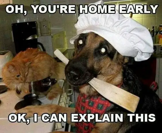 A chef German Shepherd with a cat in the pot on top of the counter photo with text - Oh, you're home early. Ok, I can explain this