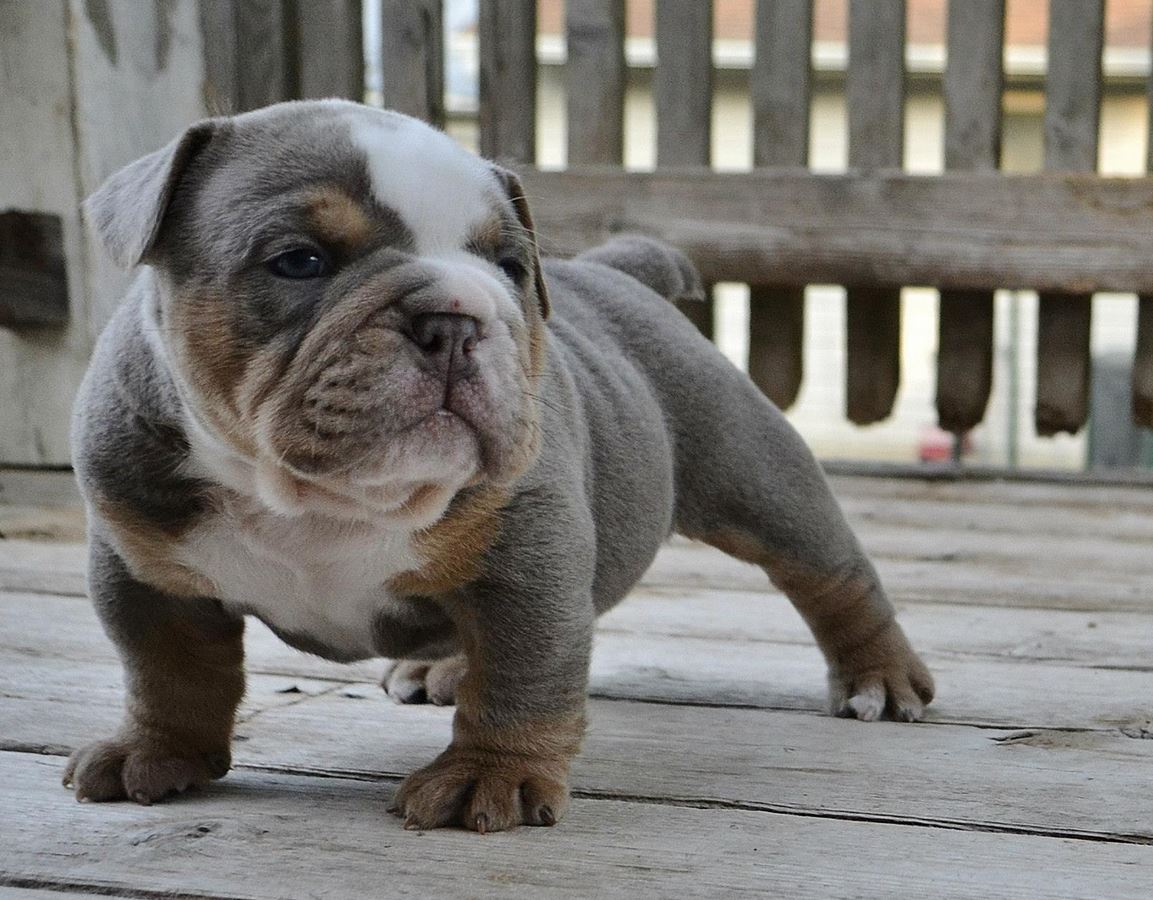 An English Bulldog puppy standing in the balcony