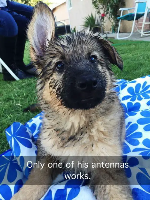 A German Shepherd puppy lying on the blanket in the yard with its one ear up photo with caption - Only one of his antennas works.