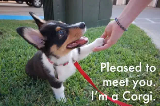 corgi puppy handshaking and a text 