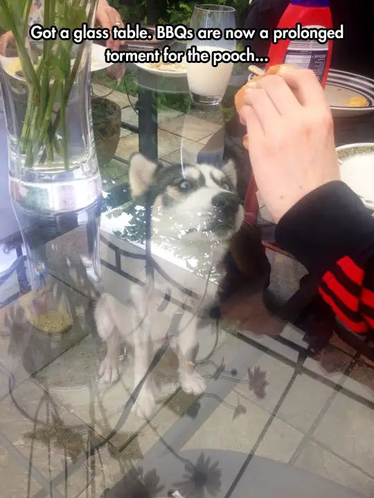 Husky under the glass table looking at the food photo with a text 