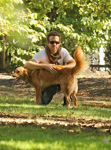 Ryan Reynolds behind his Golden Retriever standing sideways at the park