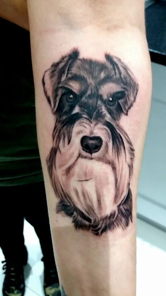 face of Schnauzer large tattoo on the forearm