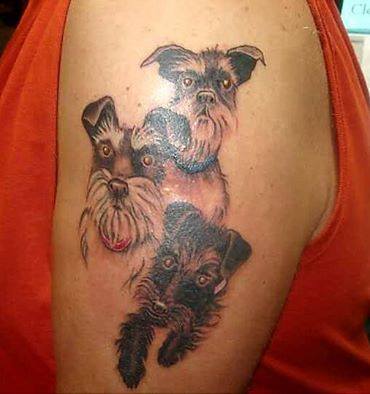 three small faces of Schnauzer tattoo on the shoulder