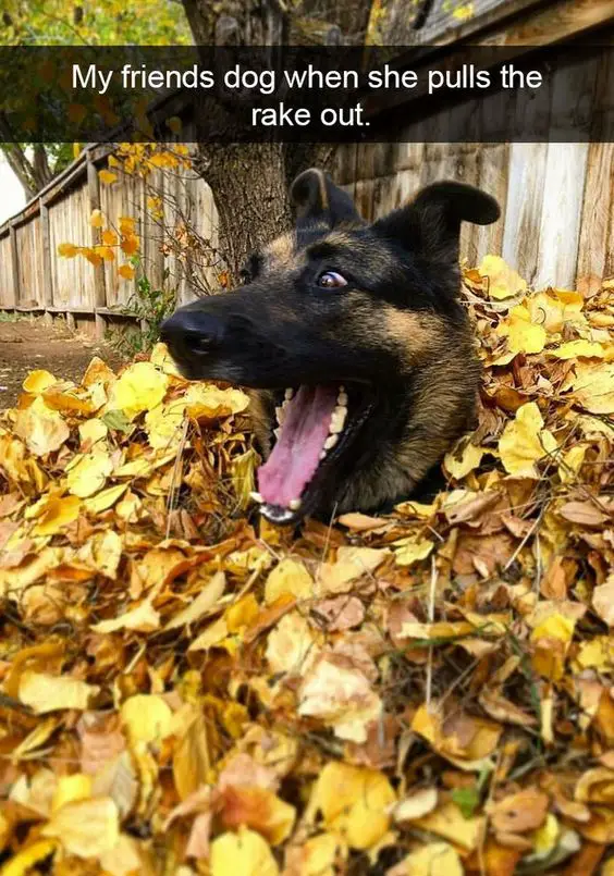 A German Shepherd buried in a pile of dried leaves with its surprised face photo with caption - My friend dog when she pulls the rake out