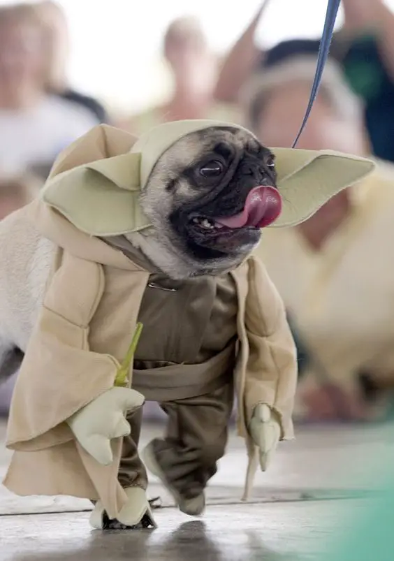 pug dog walking with its yoda costume
