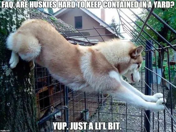 Husky climbing on a fence with its body stretched out from the tree to the fence photo with a text 