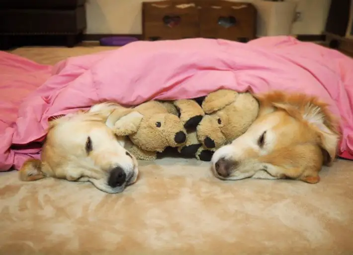 two Golden Retriever sleeping with stuffed toys in between them