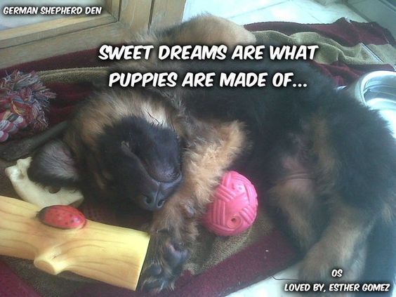 A German Shepherd sleeping on its bed with its toys photo with text - Sweet dreams are what puppies are made of...