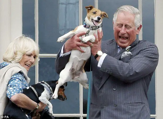 The Prince of Wales (Prince Charles) and Camilla Parker-Bowles with their Jack Russell Terriers