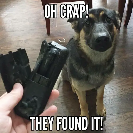 A guilty German Shepherd sitting on the floor behind the person holding a broken remote photo with text - Oh crap! They found it!