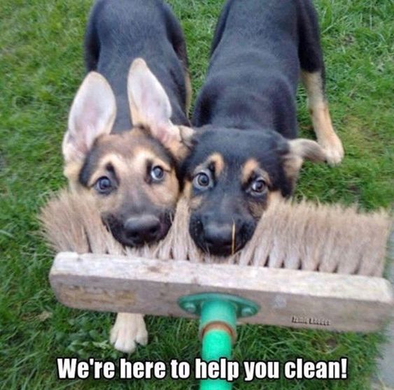 A German Shepherd puppy biting the broom in the yard photo with text - We're here to help you clean!
